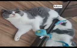 British Shorthair cats for sale: Tica Registered Blue British Shorthair kittens - Image 36