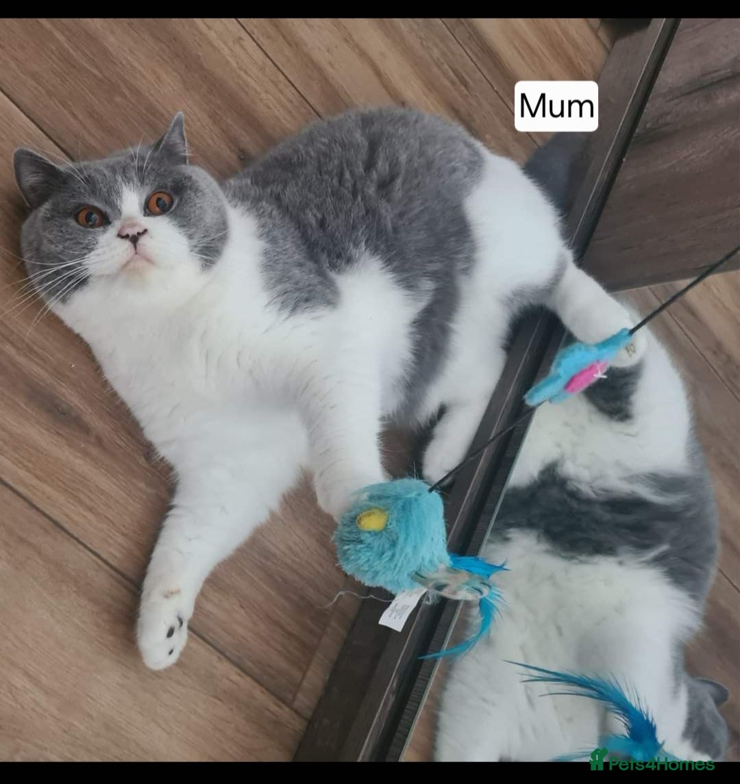 British Shorthair cats for sale: Tica Registered Blue British Shorthair kittens - Image 36