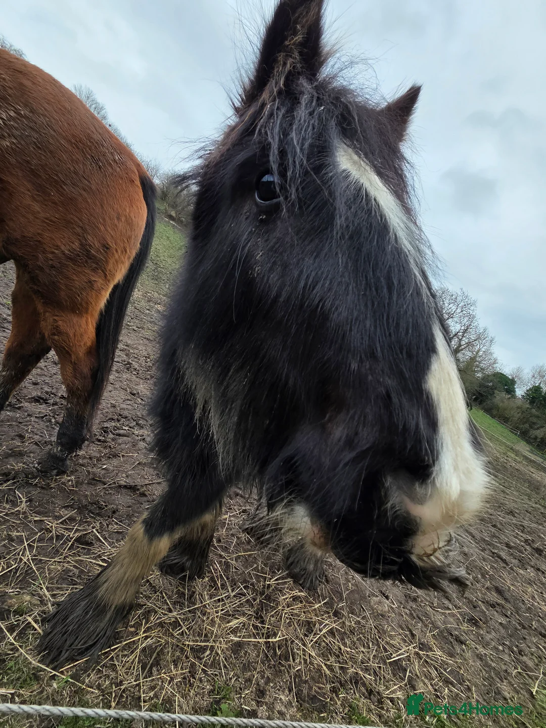 Irish Cob horses for sale: 12.3hh cob for sale in Alfreton - Advert 2
