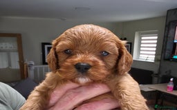 Cavapoo dogs for sale: Beautiful Cavapoo Puppies  - Image 8
