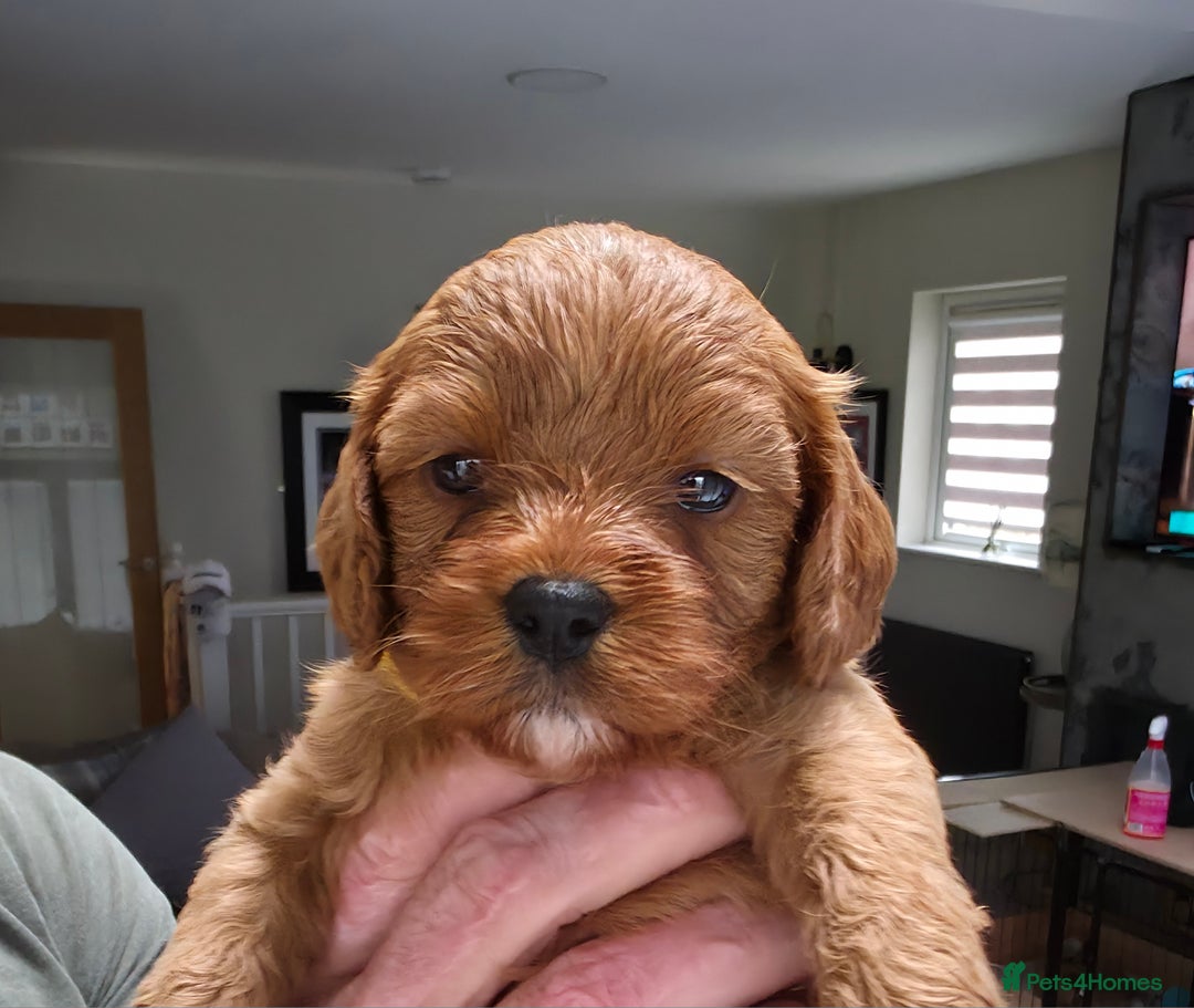 Cavapoo dogs for sale: Beautiful Cavapoo Puppies  - Image 8