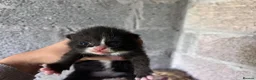 Domestic Shorthair cats for sale: Kittens - Newborn black and white - Advert 5