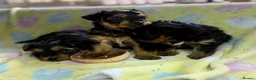 Yorkshire Terrier dogs for sale: Yorkshire Terrier Puppies for Sale - Advert 12