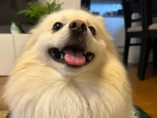 Pomeranian dogs Pomeranian - Advert 19