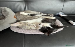 Mixed Breed cats for sale: Playful Loving Kittens for Their New Forever Home - Image 1
