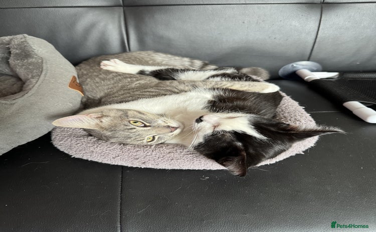 Mixed Breed cats - Advert 9