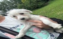 Jack Russell dogs for sale: 7 stunning jack russells for sale - Image 4