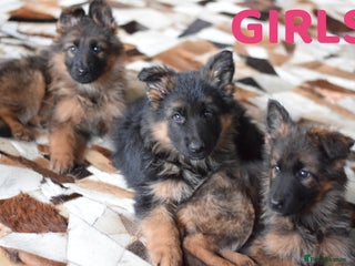 German Shepherd dogs ⭐German Shepherd Puppies⭐KC Registered⭐ - Advert 2