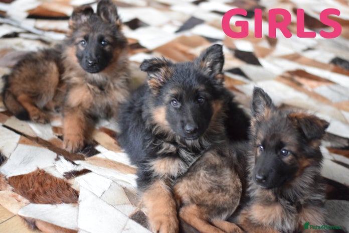 German Shepherd dogs ⭐German Shepherd Puppies⭐KC Registered⭐ - Advert 1