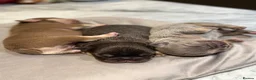 French Bulldog dogs for sale: Stunning French Bulldog puppies  - Advert 5