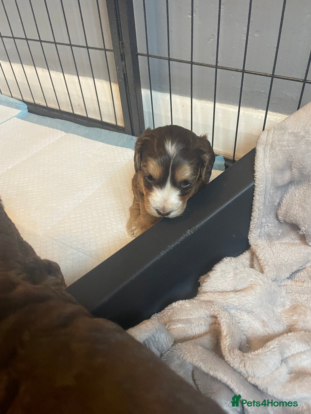 Cockapoo dogs for sale: Stunning sable cockapoos  - Advert 8