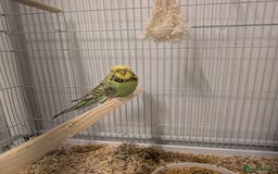 Budgerigars birds for sale: Budgie hens  - Image 2