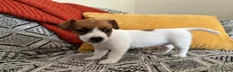 Jack Russell dogs for sale: Miniature Jack Russell  - Advert 9