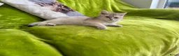British Longhair cats for sale: Pure Bread British Longhair and Shorthair kittens - Advert 8