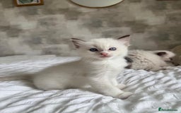 Ragdoll cats for sale: 🌸 Beautiful Purebred Ragdoll Kittens 🌸 - Image 5