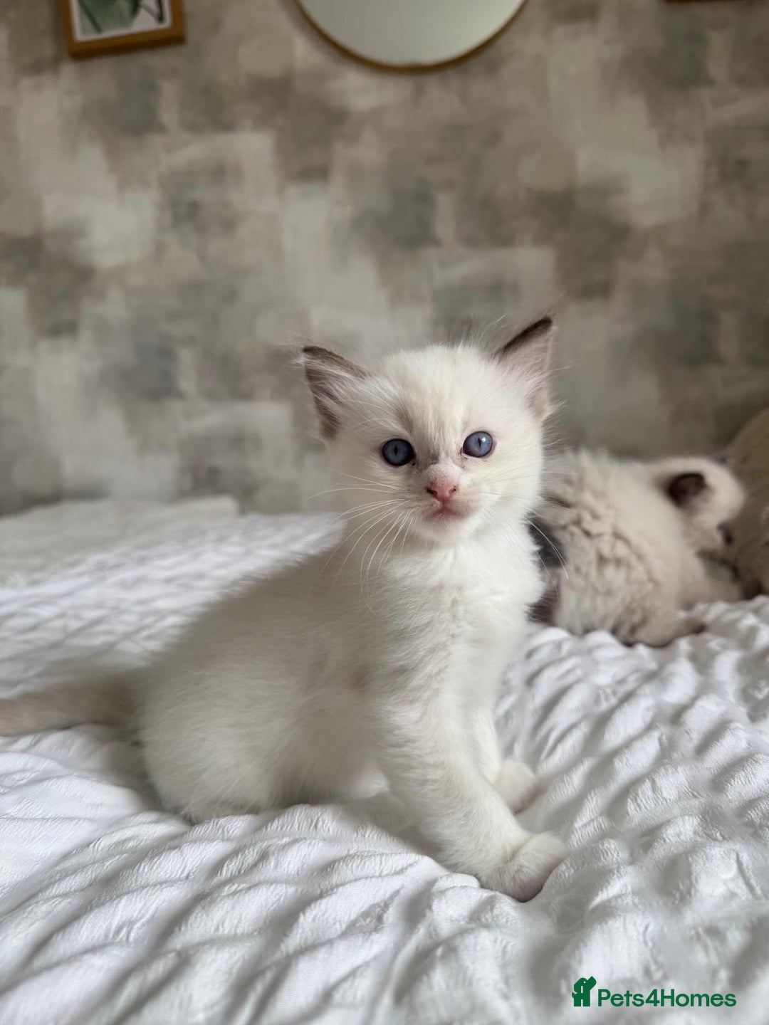 Ragdoll cats for sale: 🌸 Beautiful Purebred Ragdoll Kittens 🌸 - Image 5
