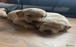 Labrador Retriever dogs for sale: Labrador puppies (only boys left) - Image 11