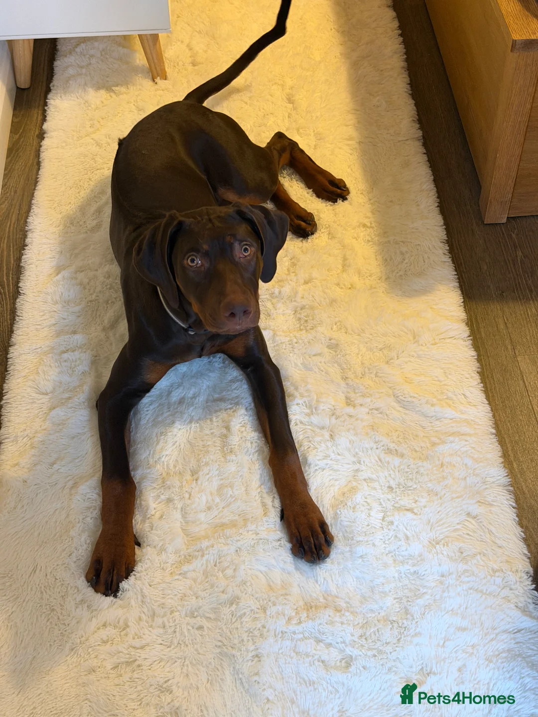 Rhodesian Ridgeback dogs for sale: KC registered Rhodesian ridgeback  8month old  - Advert 2