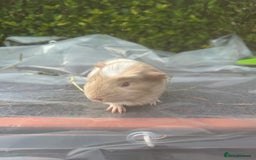 Guinea Pig rodents for sale: 2 male guinea pigs for sale  - Image 9