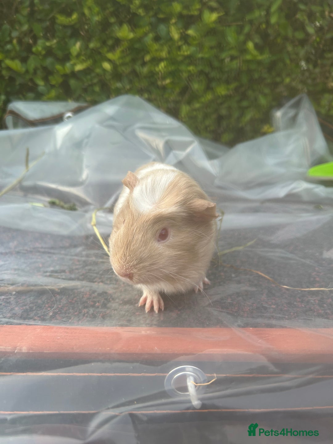 Guinea Pig rodents for sale: 2 male guinea pigs for sale  - Image 9