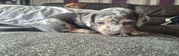 Dachshund dogs for sale: 3 dachshund puppies for sale Hull in Hull - Advert 9