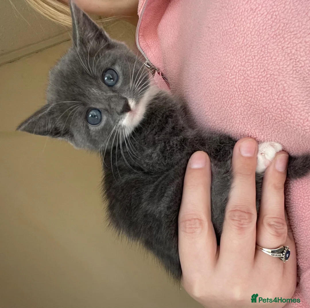 Turkish Angora cats for sale: Beautiful Gray fluffy kitten  - Advert 1