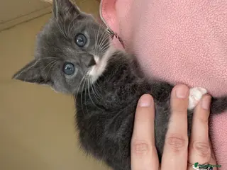 Turkish Angora cats Beautiful Gray fluffy kitten - Advert 7