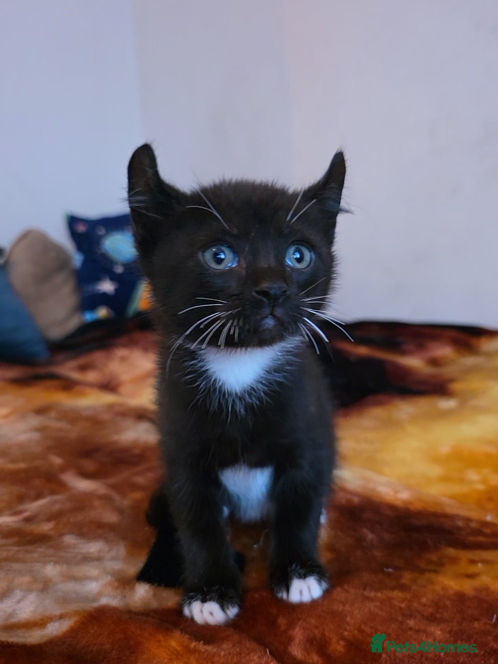 Mixed Breed cats Adorable Male Kitten – Sphynx x Devon Rex Cross - Advert 3