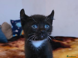 Mixed Breed cats Adorable Male Kitten – Sphynx x Devon Rex Cross - Advert 2