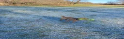 Patterjack dogs for sale: 1 year old patterjack in Monmouth - Advert 4