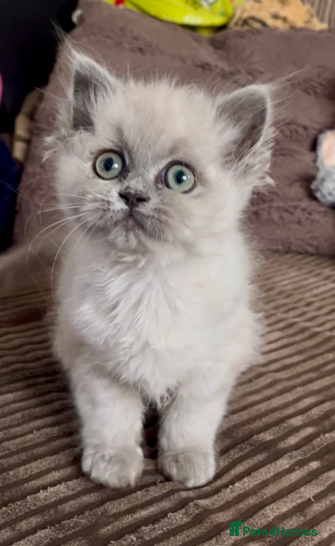 Mixed Breed cats for sale: Stunning female Persian x ragdoll - Advert 1