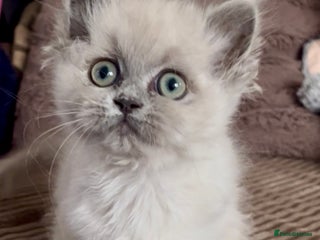 Mixed Breed cats Stunning female Persian x ragdoll - Advert 7