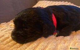 Cocker Spaniel dogs for sale: 10 Gorgeous KC Cocker Spaniel Puppies - Image 18