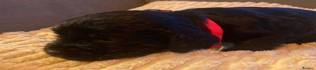 Cocker Spaniel Puppy 1 red collar