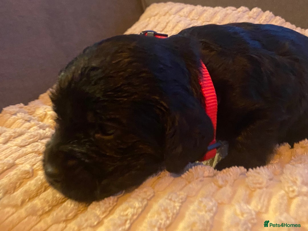 Cocker Spaniel dogs for sale: 10 Gorgeous KC Cocker Spaniel Puppies - Image 18