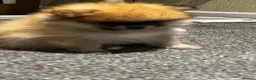 Pomeranian dogs for sale: Beautiful Pomeranian puppies - Advert 7