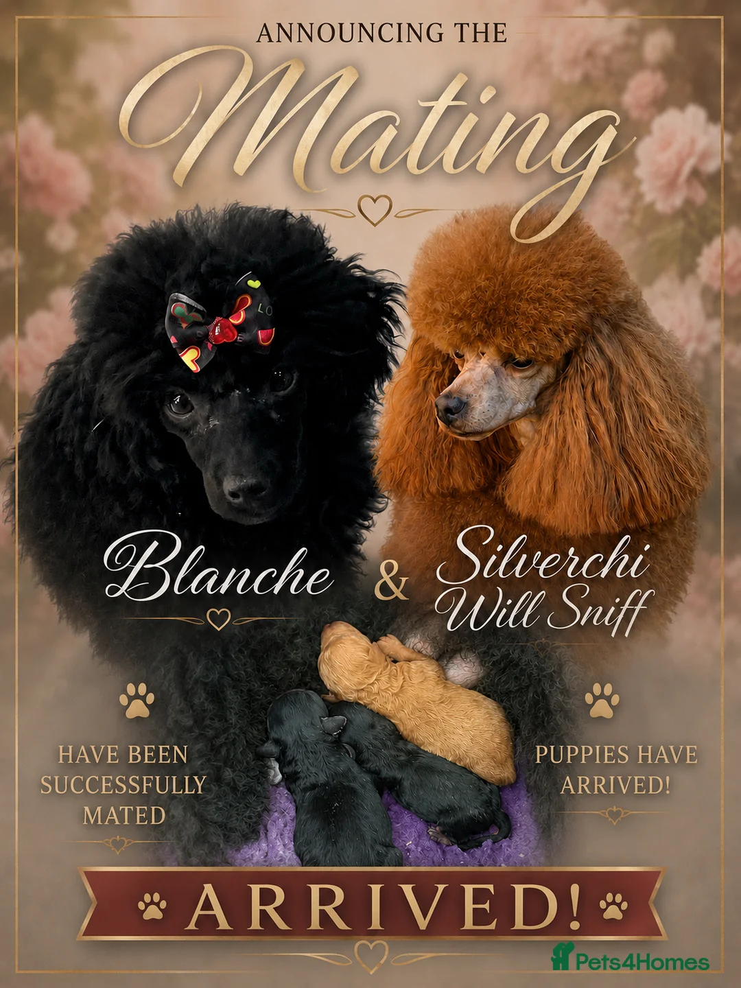 Toy Poodle dogs for sale: KC reg. Male Phantom Toy Poodle - Advert 2
