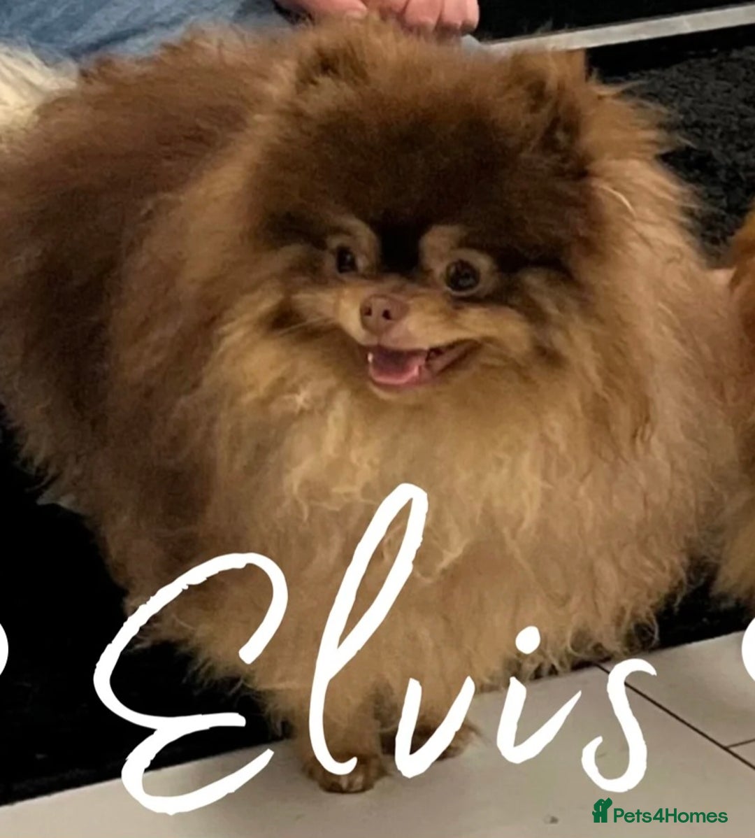 Pomeranian dogs for sale: Kc registered teddy bear pomeranians - Image 15