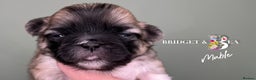 Pekingese dogs for sale: 🩷QUALITY BOYS & GIRLS🩵 - Advert 10