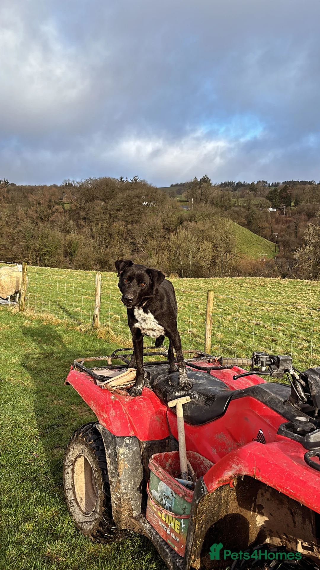Border Collie dogs for sale: Collie pups  - Advert 8