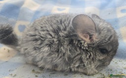 Chinchilla rodents for sale: Baby Chinchillas  - Image 5