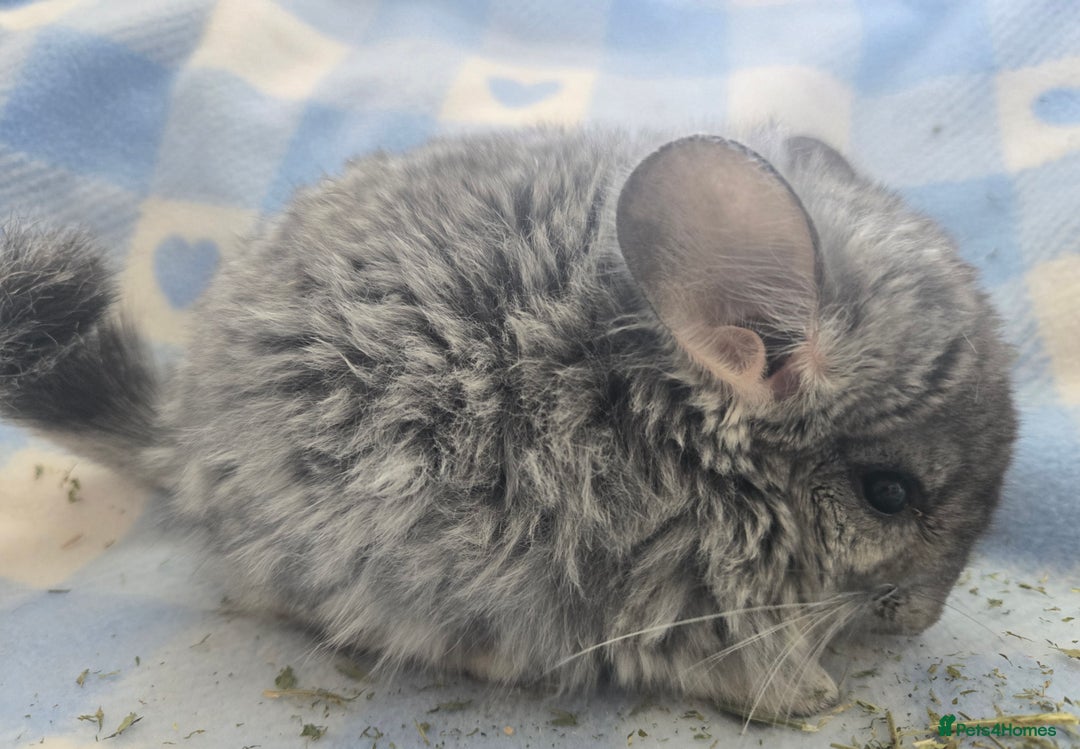 Chinchilla rodents for sale: Baby Chinchillas  - Image 5