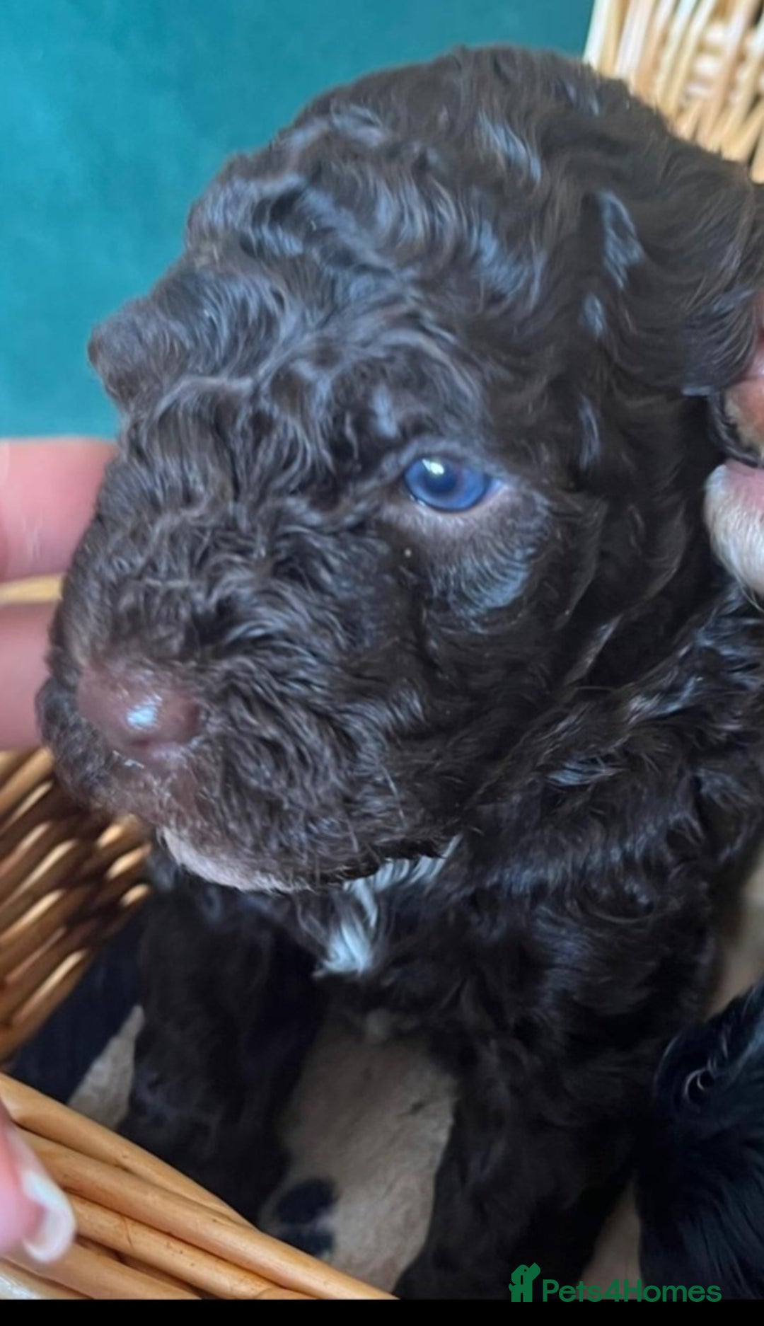 Cockapoo dogs for sale: Two coloured stunning Cockapoos available - Image 12