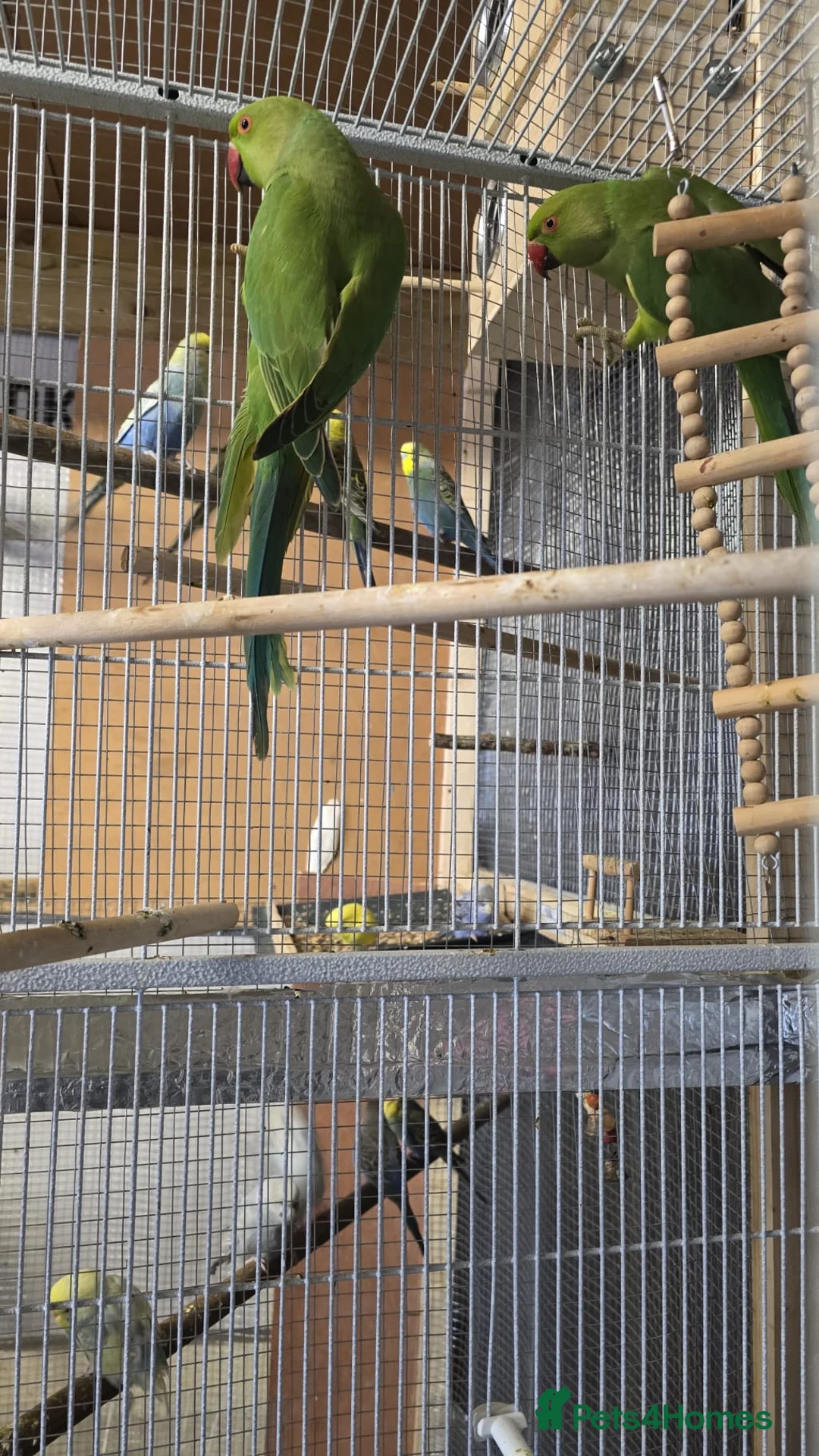 Ringnecks birds for sale: Ringnecks in Edgware - Advert 1