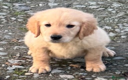 Golden Retriever dogs for sale: KC health checked outstanding temperaments  - Advert 15