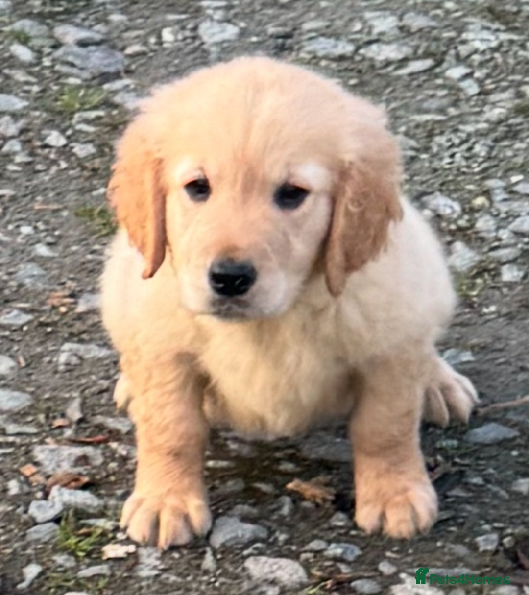 Golden Retriever dogs for sale: KC health checked outstanding temperaments  - Advert 15