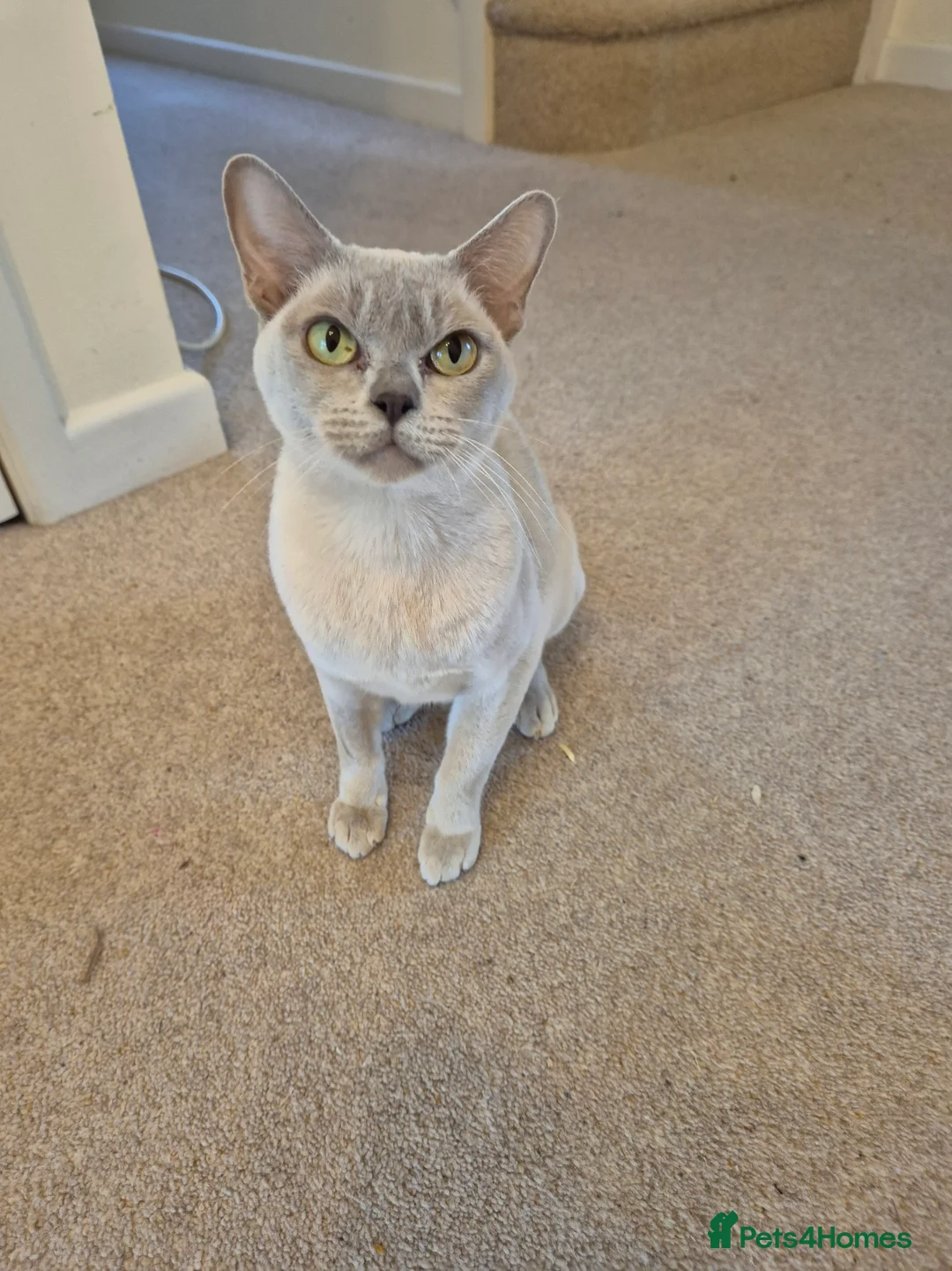 Burmese cats for sale: Beautiful Lilac Female Adult Burmese - Advert 1