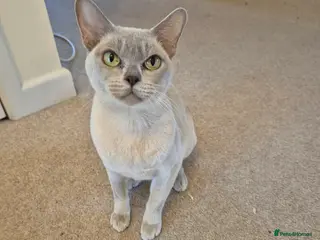 Burmese cats Beautiful Lilac Female Adult Burmese - Advert 10