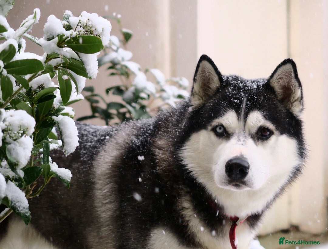 Siberian Husky dogs for sale: Siberian Husky  - Advert 1