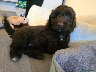 Cockapoo dogs F1 Minature cockapoos - Advert 3